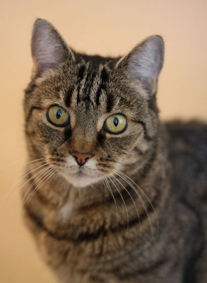 5 March - Cat snap!
