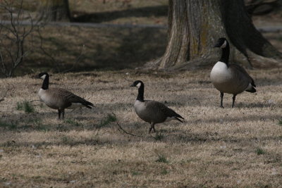 Cackling Geese-Two birds on the left compared to Canada Goose.