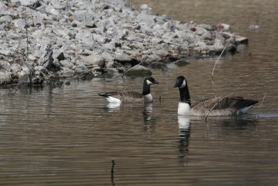 Cackling Goose with Canada Goose. Note the bill size and overall size difference