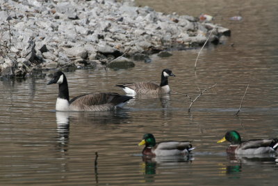 Cackling Goose with larger Canada Goose on left. Mallards in front give a good size comparison.
