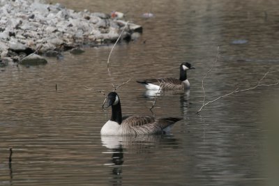 Cackling Goose with larger Canada Goose