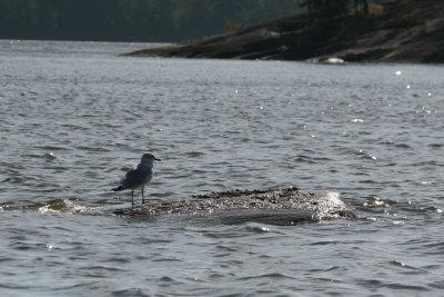 Gull on a rock