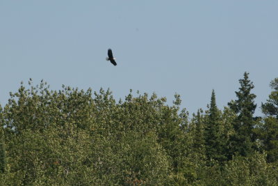 Bald Eagle