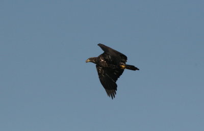 Immature Bald Eagle