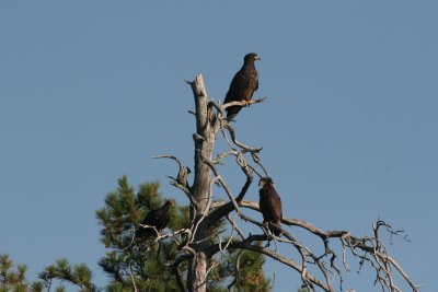 Two immature Eagles with a Turkey Vulture (lower left)