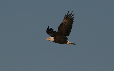 Mature Bald Eagle