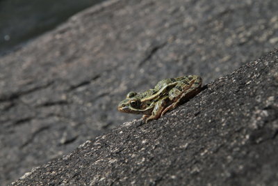 Frog on rocks at lunchtime