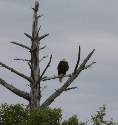 Bald Eagle in dead snag