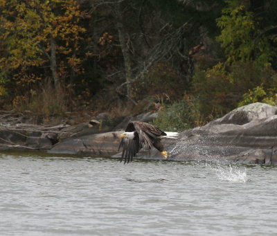 Bald Eagle grabbing a fish