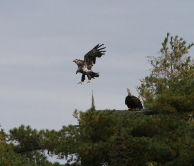 Immature Eagle trying to share in an easy meal