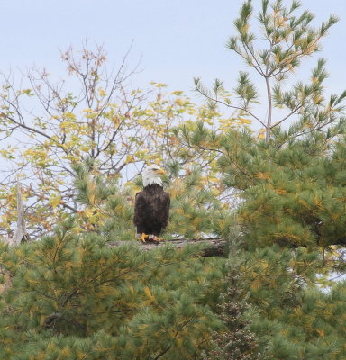 Eagle watching us fish