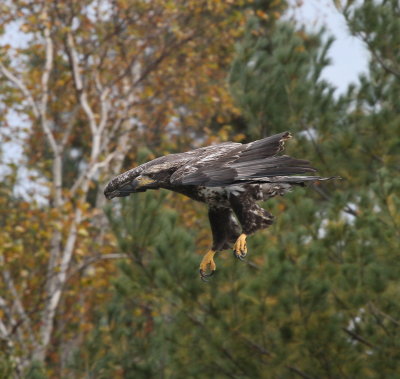 Immature Bald Eagle screaming in for a meal