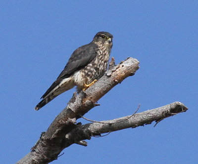 Merlin (a small falcon)