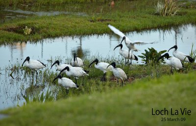 Sacred ibis on Loch La Vie.jpg