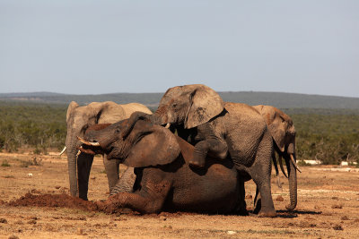 Addo elephants in mud IMG_0928.jpg