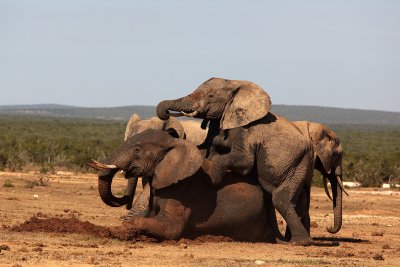 Addo elephants playing in mud IMG_0926.jpg
