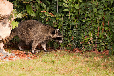 Backyard Raccoon IMG_3772 rsz.jpg