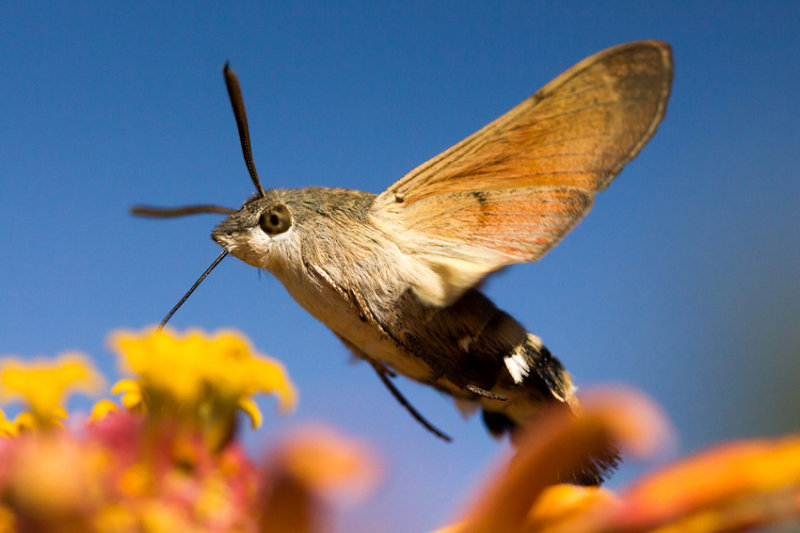 Thirsty-moth-O.jpg