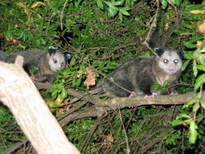 Possums in Pomegranite 908.jpg