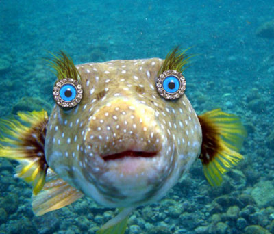 Fish-Eyes.jpg