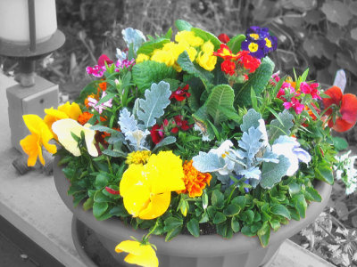 Flowers-color-pop.jpg
