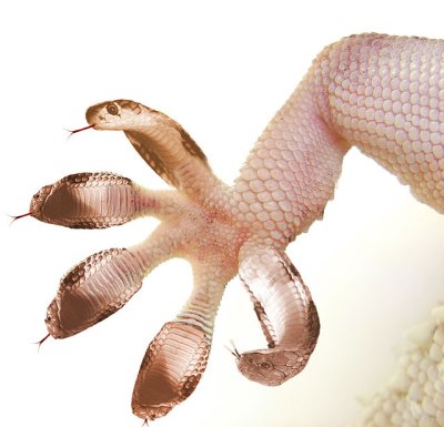 Cobra-Gecko.jpg