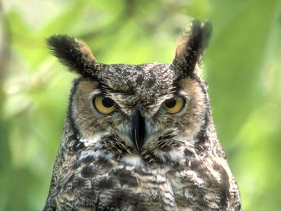 Owl-nose.jpg