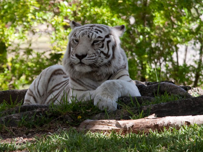 miamimetrozoo