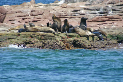 Sea Lion Rookery on Los Islotes Island