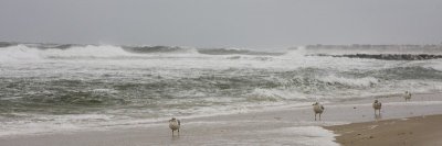 A SEPTEMBER NOR'EASTER