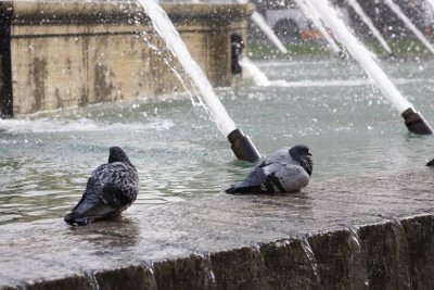 47.  Pigeons from Columbus' statue.