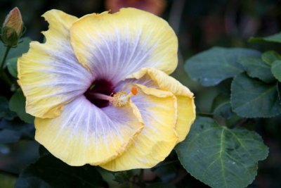 A near-perfect hibiscus.