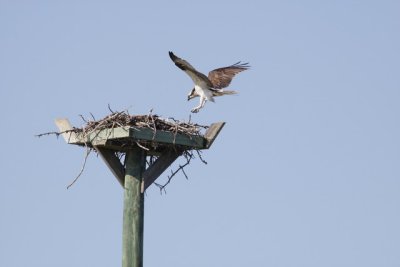 3.  An osprey lands on his nest on a pole in Tarpon Bay.