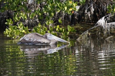 4.  A Brown Pelican, looking like a Captain Nemo submarine.