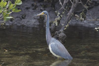 5.  A Tricolored Heron.