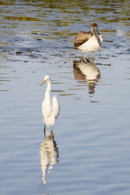 7.  A Snowy Egret and a Brown Pelican.
