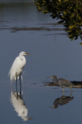 8.  A Great Egret and a Tricolored Heron.