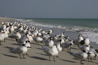 11.  Royal Terns gathered for a meeting.