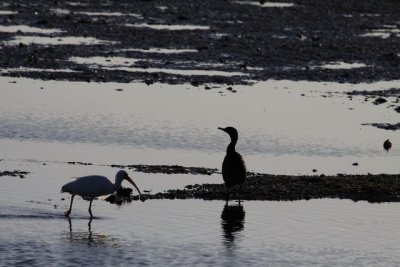 12.  A White Ibis and a Cormorant.