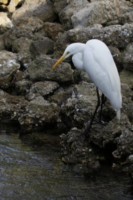 15.  A Great Egret watching a tidal flow for food.