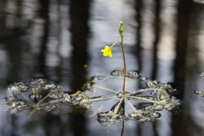 A floating bladderwort in the swamp.