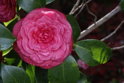 A camellia after a rain shower.