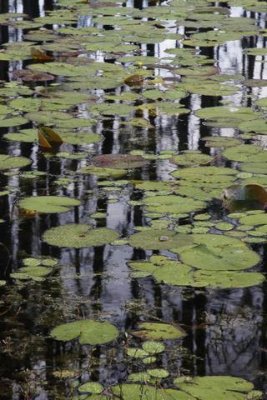 LOWCOUNTRY SWAMP GARDENS