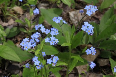6.  Forget-Me-Nots