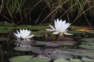 04 - Two lilies holding on.