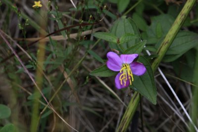 06 - Rhexia Virginica