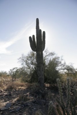2.  A Saguaro cactus.
