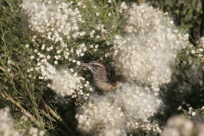 7.  A cactus wren.