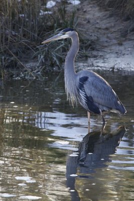 3.  A Great Blue Heron begins the day's foraging.
