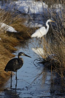  A WINTER DAY IN CHINCOTEAGUE NATIONAL WILDLIFE REFUGE